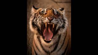 Tiger Growling and Snarling Sounds  1 Hour Ambient Whitenoise ASMR Meditation [upl. by Corette]