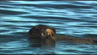 Honey Badger Narrates The Precious Sea Otter [upl. by Lewie61]