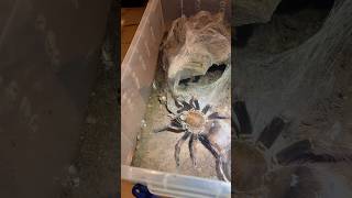 How to tell if my tarantula is pregnant and going to drop an eggsac The candling method [upl. by Dloraj]