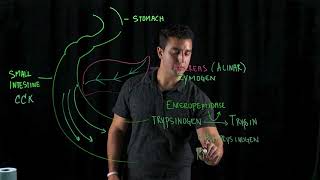 Activation of Specific Pancreatic Proteases [upl. by Hubble256]