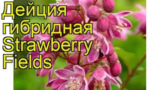 Дейция гибридная Страуберри Филдс Краткий обзор описание deutziahybrida Strawberry Fields [upl. by Uchish]