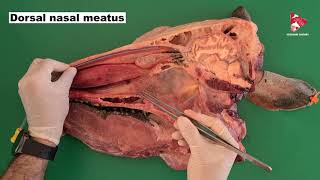 Anatomy of the Nasal and Oral cavities and associated structures of the Ox [upl. by Ranna764]