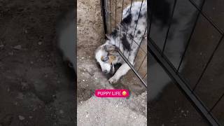 Escape artist in action 🤣 puppy [upl. by Sisson604]