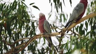 Cute Cockatoos In The Tree  Bird Sounds 1 [upl. by Pyotr472]