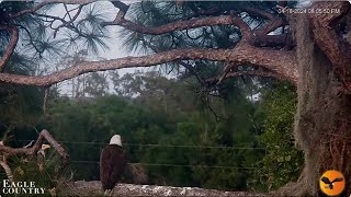 Swampy Blaze and Abby Eagle Country Eagle Country LIVE Bald Eagle Cam  Nest Cam   Bayhead Cam [upl. by Magocsi]