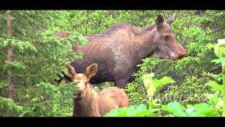 The Top 3 MOST POPULAR ANIMALS In ALASKA animals venomous snake [upl. by Adihsaar]