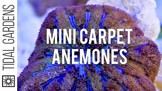 Mini Maxi Carpet Anemone Propagation [upl. by Cherise376]