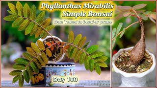 How to grow Phyllanthus Mirabilis caudex plant a simple bonsai that dont need to bend or prune [upl. by Znerol886]