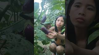 eggplant farming fruitgardenshorts short [upl. by Lokcin565]