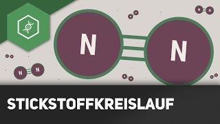 Stickstoffkreislauf einfach erklärt  Stoffkreisläufe 1 [upl. by Anis837]