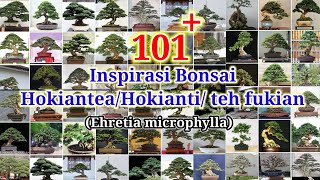 INSPIRASI BONSAI HOKIANTEA TERBAIK [upl. by Uot]