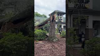 Tree falls on Eggs Up Grill in Pawleys Island SC [upl. by Ynohtnaleahcim]