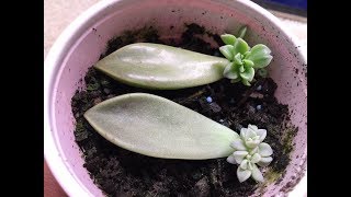 Propagating Succulents From Leaves [upl. by Idnis35]