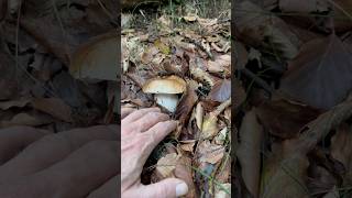 Porcini Boletus edulis come mamma li ha fatti porcini boletus funghi forest nature [upl. by Annert]