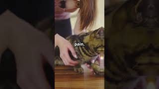 Why You Should NEVER Declaw Your Cat [upl. by Akitan983]