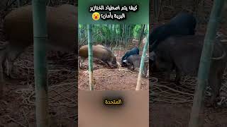 كيف يتم اصطياد الخنازير البرية بأمان؟ shortvideo shortsyoutube ترند ابداع ابداع معلومات news [upl. by Ahsiat674]