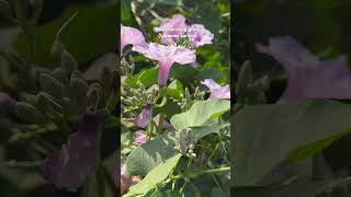 Bush morning gloryIpomoea carneaمارننگ گلوری [upl. by Gerek584]