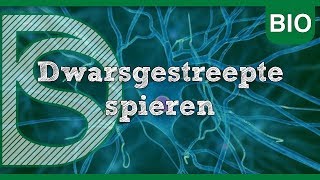 Examen biologie  Dwarsgestreepte spieren Zenuwstelsel en spieren [upl. by Tait]