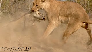 Active Hunt Lioness Uncovers Warthog Burrow and Digs it Out [upl. by Ilac]