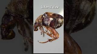 callosobruchus chinensisstorepulsebeetlecowpeabeetlepest [upl. by Ursulina819]