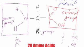 Bio B5  Protein Macromolecules [upl. by Nyladnek478]