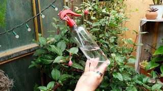 Alcohol para Plantas INCREÍBLE 😮🌿🌷🌼 [upl. by Sabas]