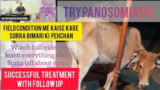 Trypanosomiasis in cattle  treatment of surra theuniquevet [upl. by Alexio223]