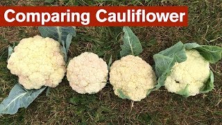 Comparing Cauliflower from 4 Different Gardens [upl. by Laurella]