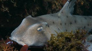 Facts The Horn Shark [upl. by Humfried783]