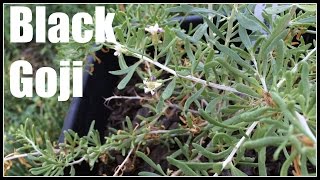 Black Goji  Black Wolfberry Lycium ruthenicum Plant Profile  Ninja Gardening  Episode 23 [upl. by Annayd]