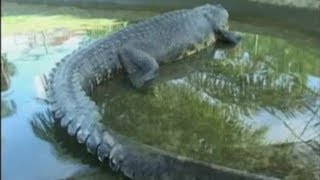 Lolong the worlds largest crocodile dies [upl. by Rollins]