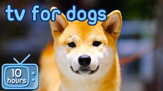 TV for Dogs 🐶  Prevent Boredom and Anxiety with Movies for Dogs  Relaxing Music [upl. by Frieda]