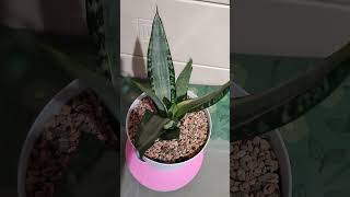 Сансевиерия Моргенштерн  Sansevieria Trifasciata Morgensterns Aurea Сансевиерия [upl. by Armbruster]