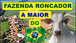 Conheça a maior fazenda do Brasil a Fazenda Roncador [upl. by Packer]