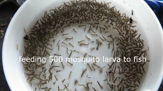 Feeding 500 mosquito larva to fish [upl. by Eneri]