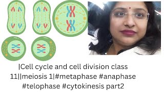 Cell cycle and cell division class 11meiosis 1metaphase anaphase telophase cytokinesis part2 [upl. by Konrad]