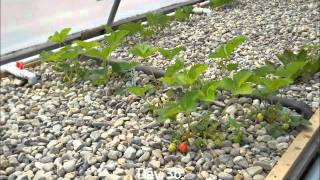 Aquaponics System 2 Month time lapse [upl. by Elmer874]