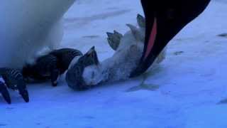 The Most Emotional Clip Weve Ever Filmed  Penguins Mourning [upl. by Medor184]