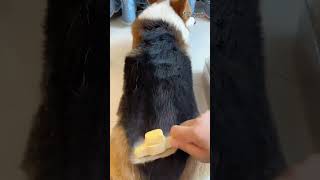 Tired of pet hair everywhere Try this grooming tool and watch the magic happen 🐶🪄 [upl. by Vieva]