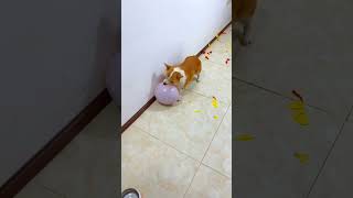 Dog balloon crack challenge part 3 shorts short trending viralshorts respect sad tamil facts [upl. by Jervis206]