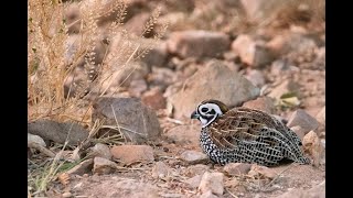 Birds and Ecology of Southeast Arizona by Mitch Walters [upl. by Richma]