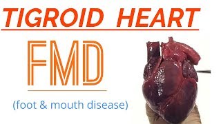 TIGROID HEART  FMD  Foot amp mouth disease  hindi  english [upl. by Atikehs]