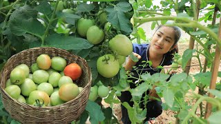 2 recipes with fresh tomatoes from vegetable garden  Tomatoes cooking  Cooking with Sreypov [upl. by Chessy]