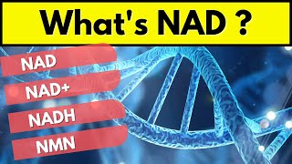 7 Studied Benefits of NAD supplements  From Healthy Aging to Improved Energy Levels [upl. by Brittni]