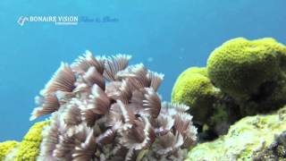 Bonaire Vision Films Bonaire Marine Park trailer [upl. by Attey]