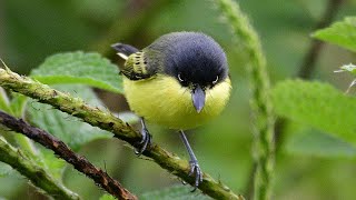 Common Todyflycatcher Todirostrum cinereum [upl. by Dylana612]