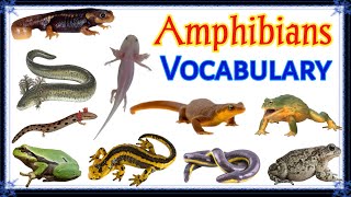 Amphibians Vocabulary  12 Amphibians Name in English with Pictures  Animals [upl. by Stavro]