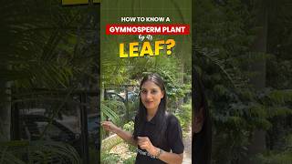 How to Know Which Type of Plant is Gymnosperm biology plants gymnosperms magnetbrains [upl. by Giraud]