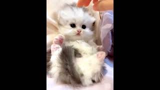 The lovely kittens are really sweet😍😍😍cat catsoftiktok kittycat cutecat funnycat meow for [upl. by Oidgime]