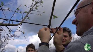 La tecnica della Legatura negli Alberi da Frutto [upl. by Hutton]